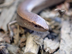 Lampropholis caligula