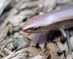 Lampropholis caligula