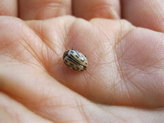 Calligrapha dislocata