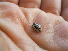 Calligrapha dislocata