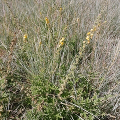 Agrimonia bracteata