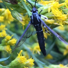 Synanthedon exitiosa