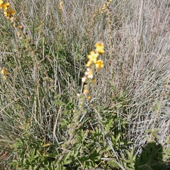 Agrimonia bracteata