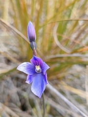 Thelymitra cyanea