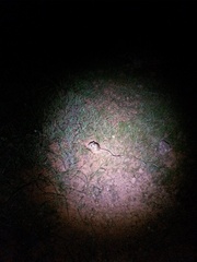 Dipodomys californicus