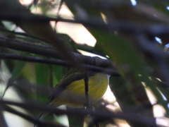 Culicicapa ceylonensis