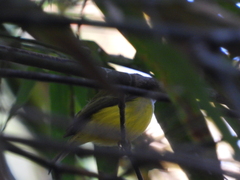 Culicicapa ceylonensis