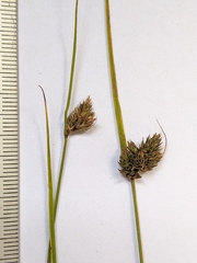 Carex raleighii