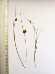 Carex raleighii