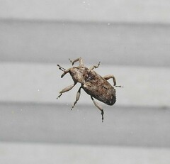 Mitrastethus baridioides