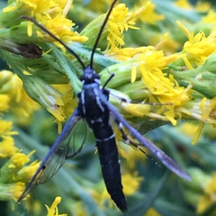 Synanthedon exitiosa