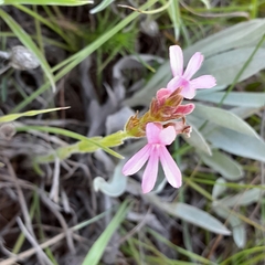 Striga bilabiata