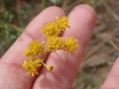 Hymenothrix wislizeni