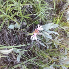 Striga bilabiata