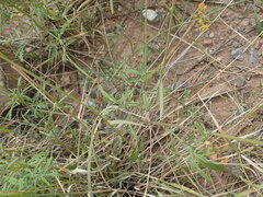 Hymenothrix wislizeni