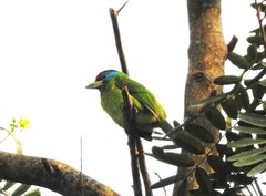 Psilopogon asiaticus