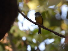 Culicicapa ceylonensis