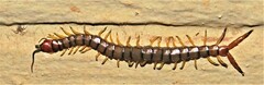 Scolopendrinae