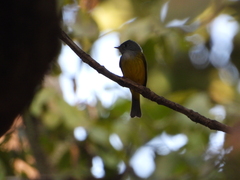 Culicicapa ceylonensis