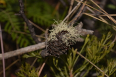 Petrophile canescens