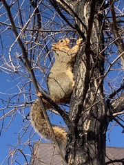 Sciurus niger rufiventer
