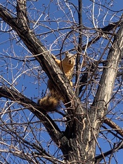 Sciurus niger rufiventer