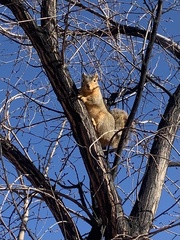 Sciurus niger rufiventer