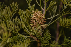 Petrophile canescens