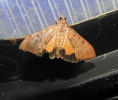 Uresiphita ornithopteralis