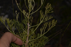 Petrophile canescens