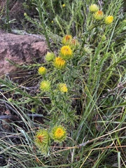 Berkheya echinacea