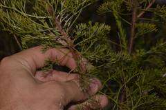 Petrophile canescens