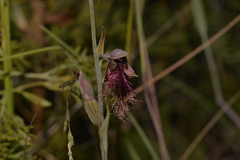 Calochilus therophilus