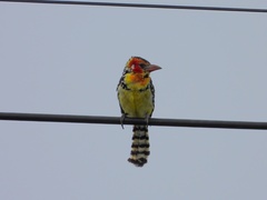 Trachyphonus erythrocephalus