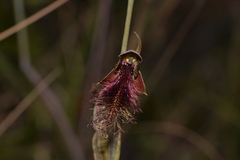 Calochilus therophilus