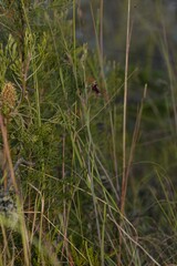 Calochilus therophilus