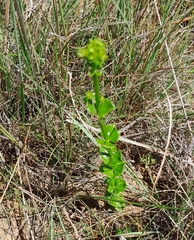 Sebaea sedoides