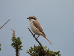 Lanius phoenicuroides