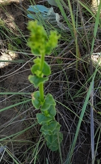 Sebaea sedoides