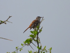 Cercotrichas leucophrys