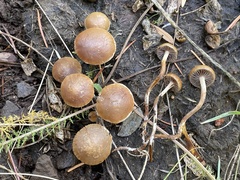 Protostropharia