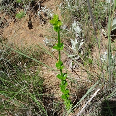 Sebaea sedoides