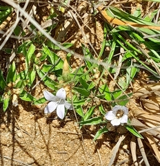 Craterocapsa tarsodes