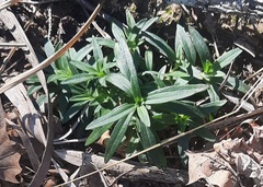 Buglossoides arvensis