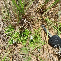 Craterocapsa tarsodes