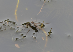Limnogonus