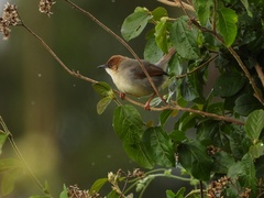 Cisticola