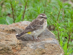 Crithagra reichenowi