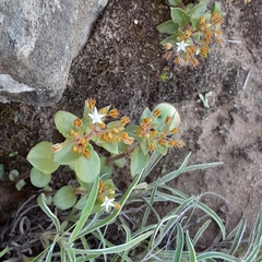 Crassula pellucida brachypetala