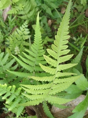 Deparia